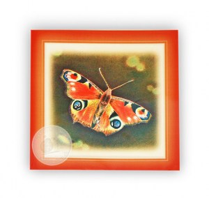 5503_Foto52